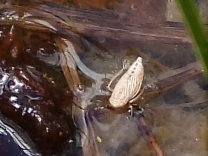 Doratura sp.